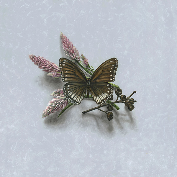 Celosia Wings and Seeds by Alex Louisa | Lethbridge Gallery